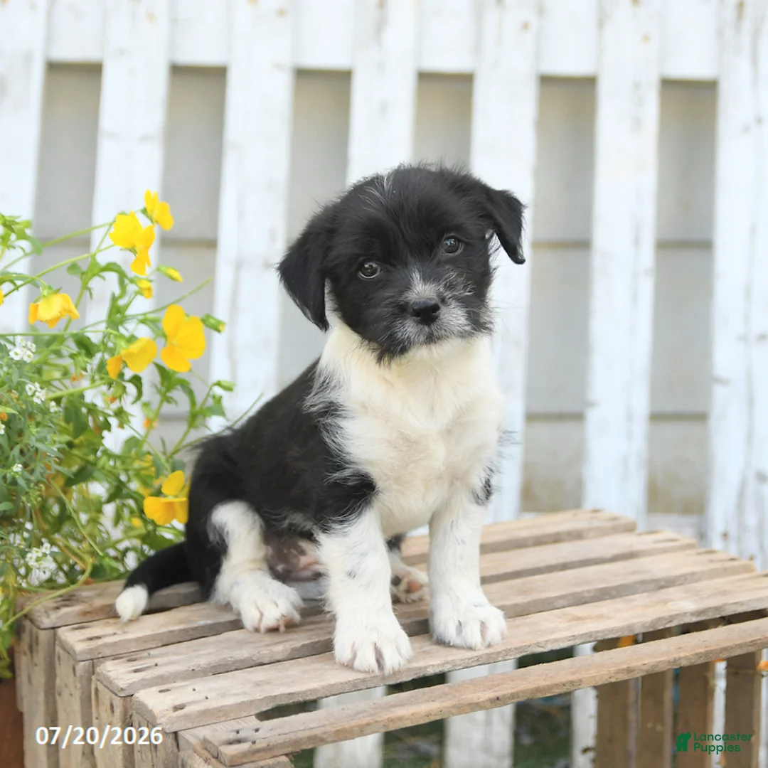 Mixed Breed dogs for sale: Tiny - Ad 1