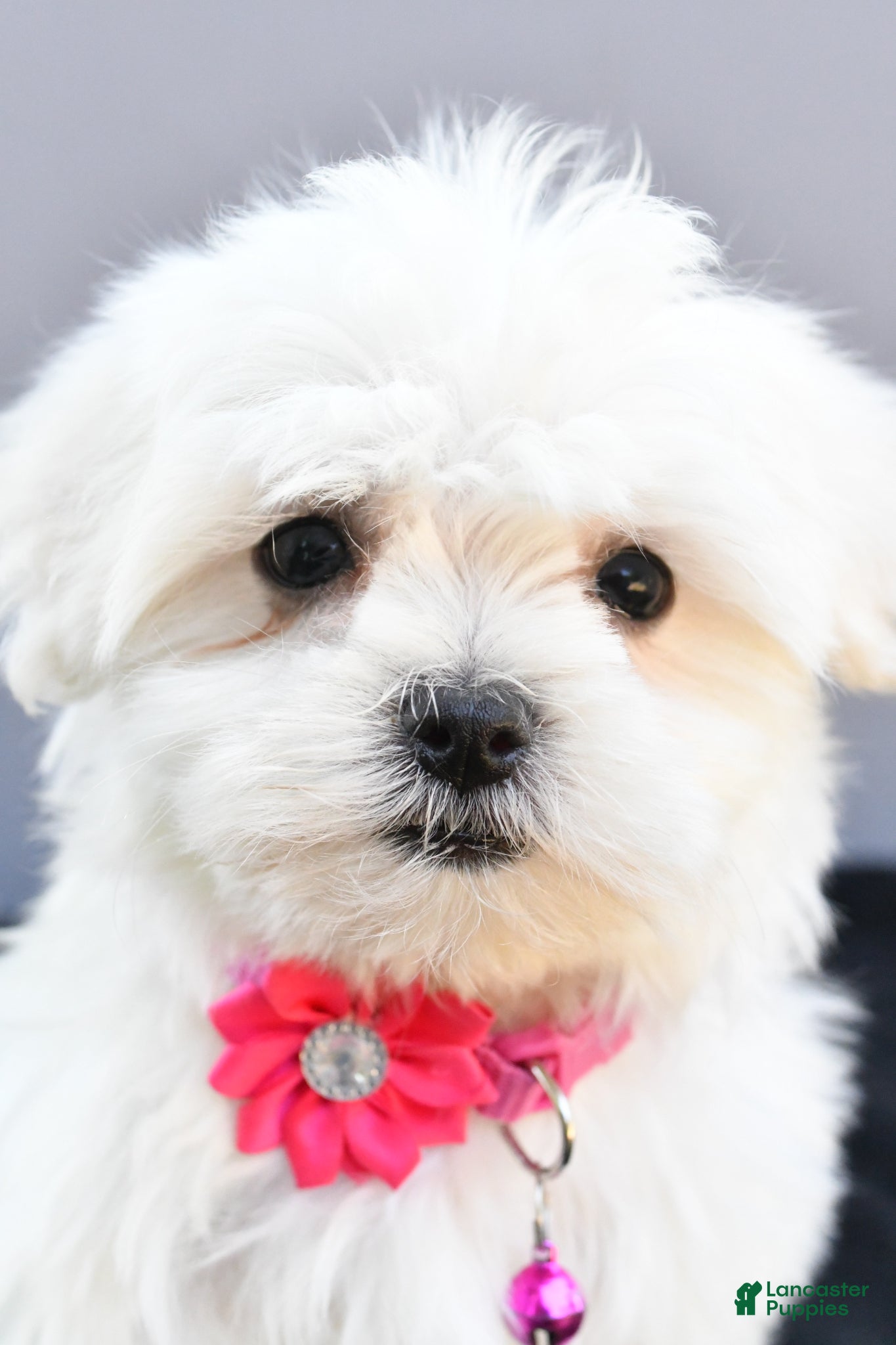 Maltese dogs Hailey - Ad 2