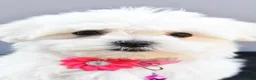 Maltese dogs for sale: Hailey - Ad 2