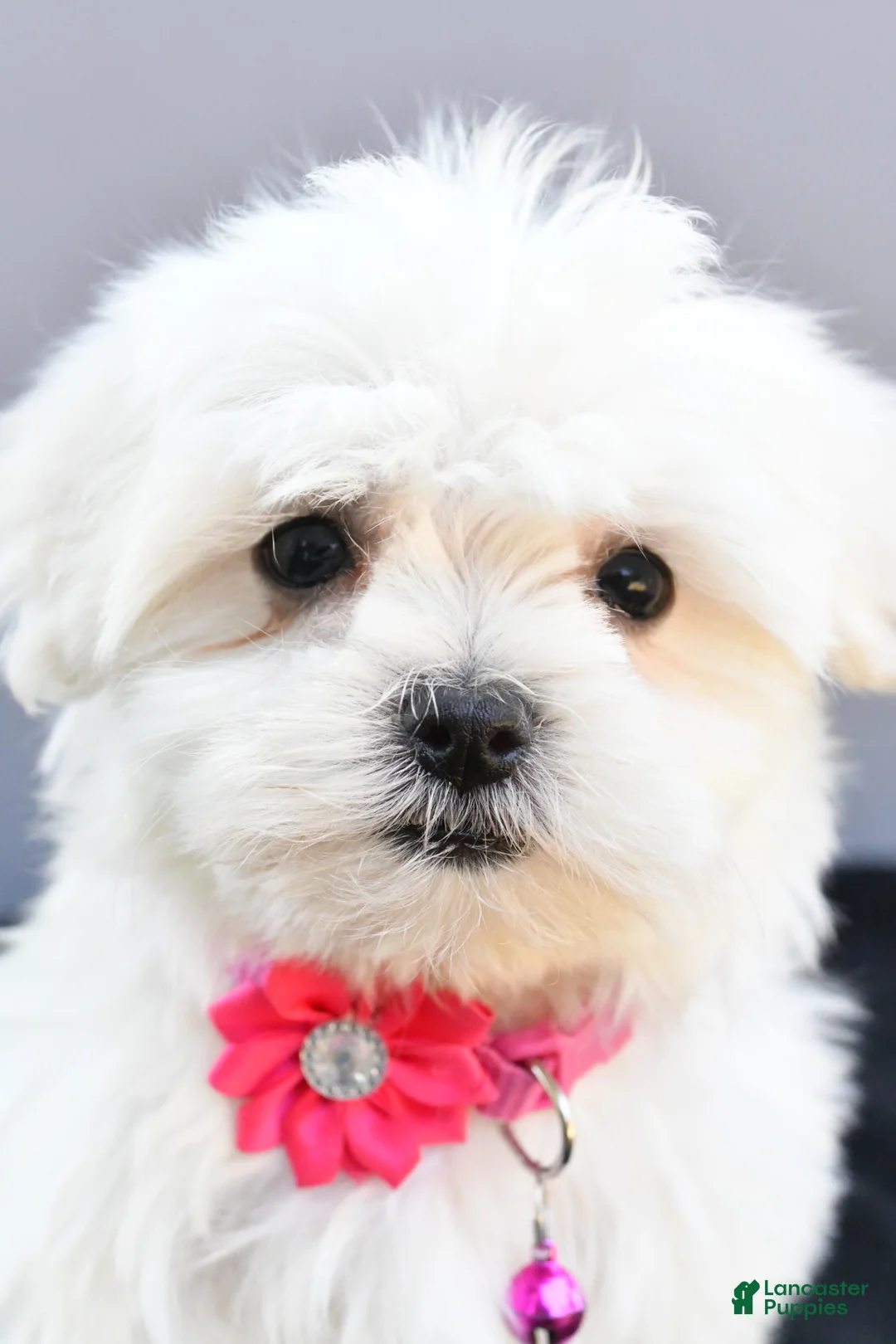 Maltese dogs for sale: Hailey - Ad 2