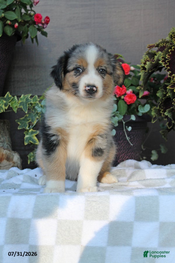 Australian Shepherd dogs Buster - Ad 2