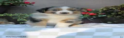 Australian Shepherd dogs for sale: Buster - Ad 2