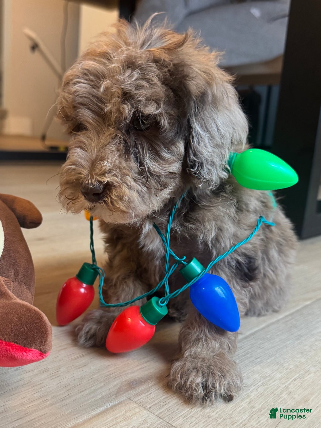 Mini Goldendoodle dogs for sale: Benny - Ad 1