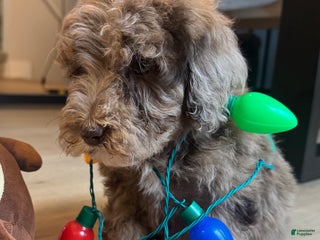 Mini Goldendoodle dogs Benny - Ad 17