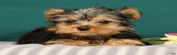 Yorkshire Terrier dogs for sale: Rebecca - Ad 3