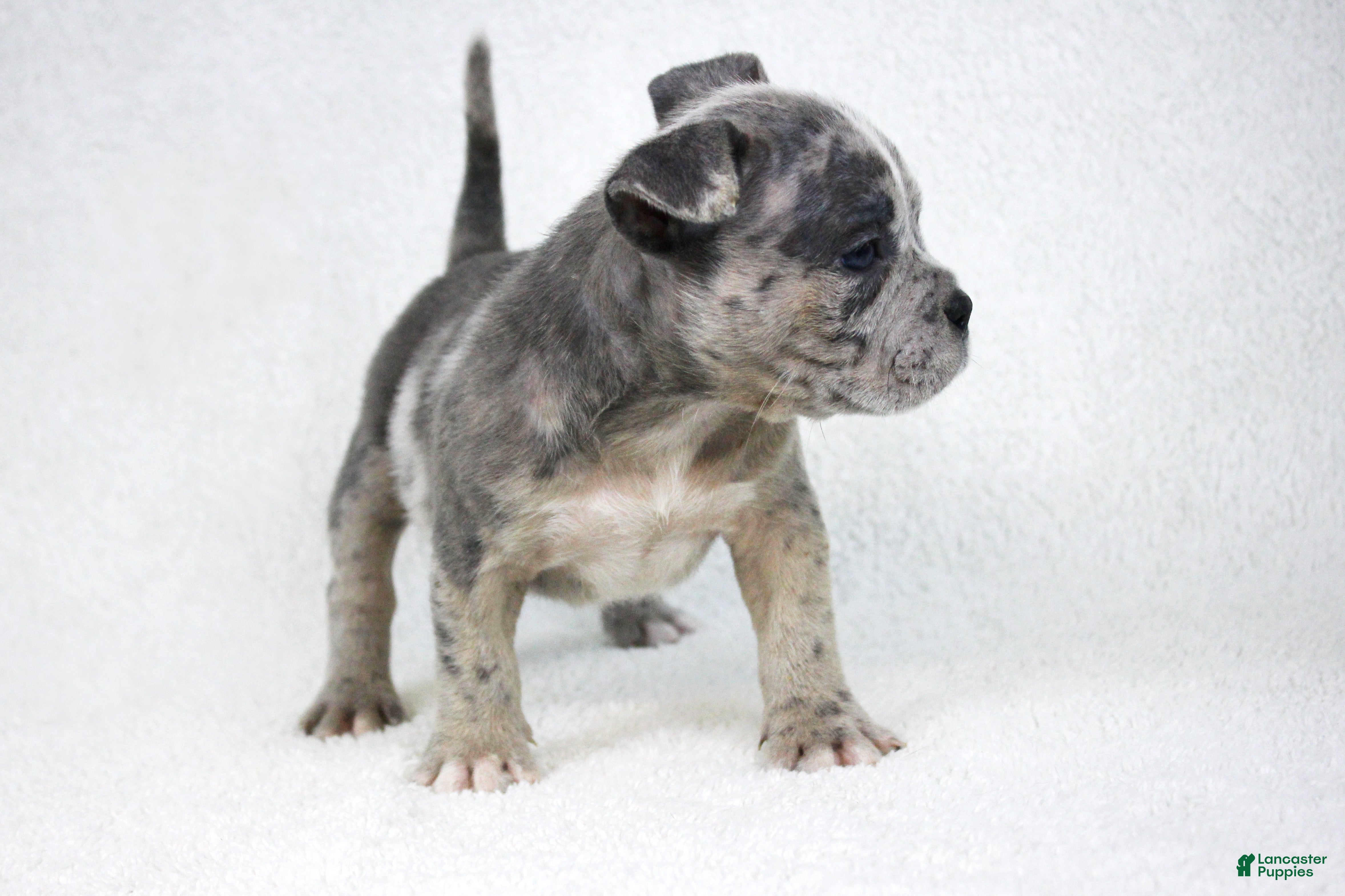 American Bully dogs Blue Brindle Merle Female - Ad 2