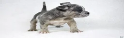 American Bully dogs for sale: Blue Brindle Merle Female - Ad 2