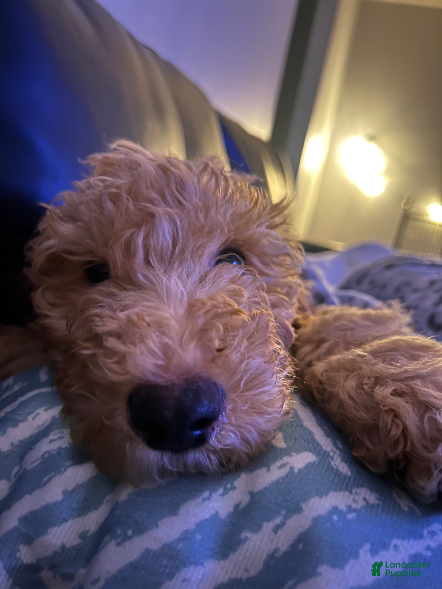 Goldendoodle dogs Goldendoodle Puppy 2 - Ad 38