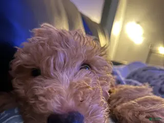 Goldendoodle dogs Goldendoodle Puppy 2 - Ad 38