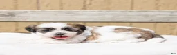 Teddy Bear dogs for sale: Eucalyptus - Ad 5