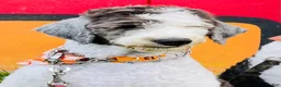 Sheepadoodle dogs for sale: Oreo - Ad 8