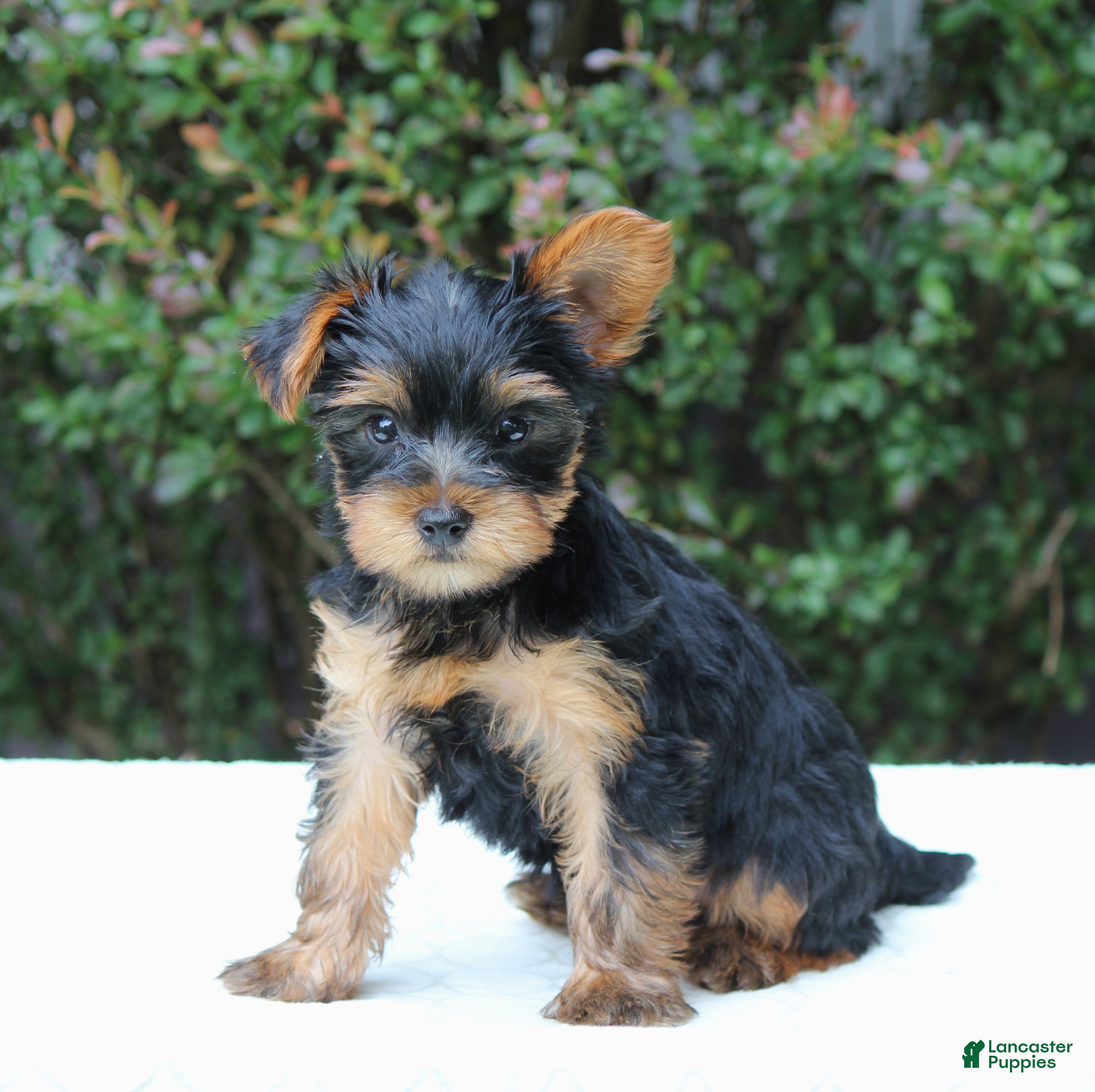 Yorkshire Terrier dogs Remmy  - Ad 2