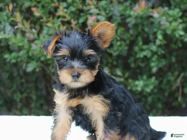 Yorkshire Terrier dogs Remmy - Ad 1