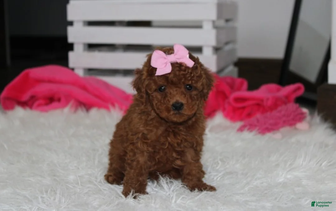 Miniature Poodle dogs for sale: Sasha  - Ad 1