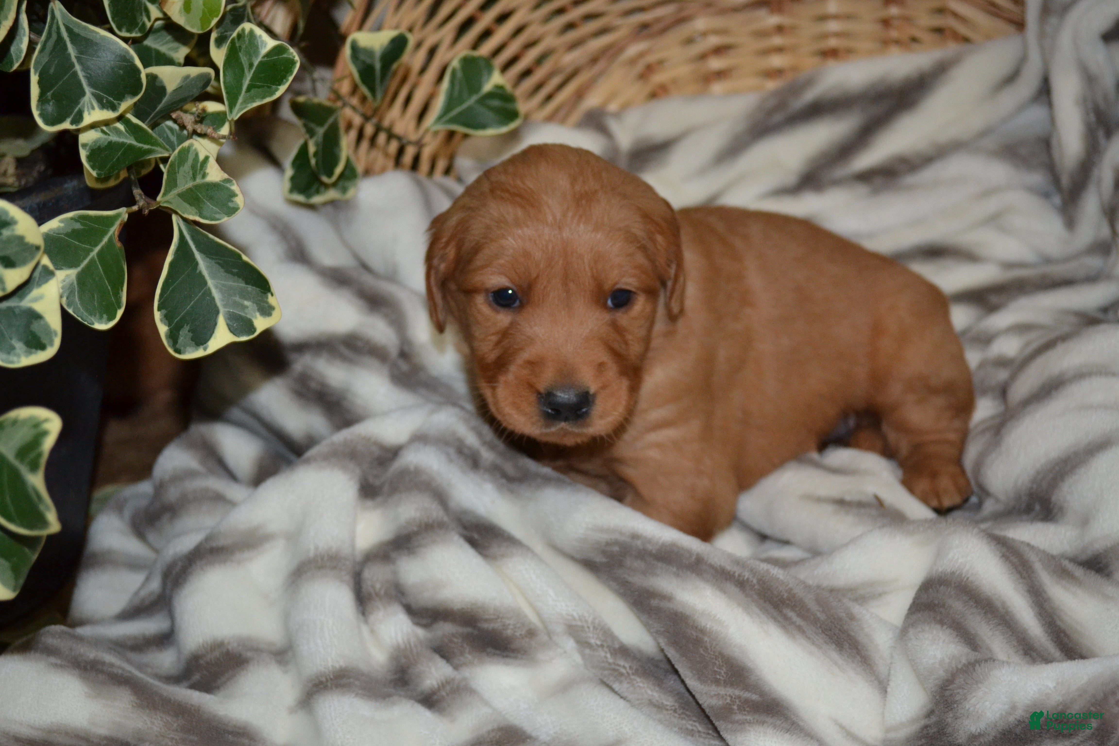 Golden Retriever dogs Jade - Ad 16