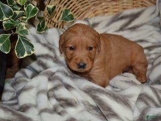 Golden Retriever dogs Jade - Ad 16