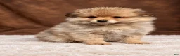 Pomeranian dogs for sale: Pomeranian 4 - Ad 3