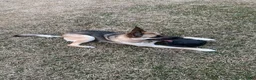 German Shepherd dogs for sale: Nyx - Ad 4