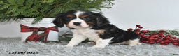 Cavalier King Charles Spaniel dogs for sale: Nicholas - Ad 2