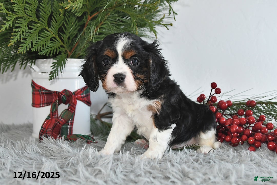 Cavalier King Charles Spaniel dogs for sale: Nicholas - Ad 2