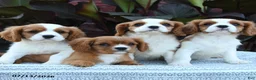 Cavalier King Charles Spaniel dogs for sale: Jackie - Ad 5