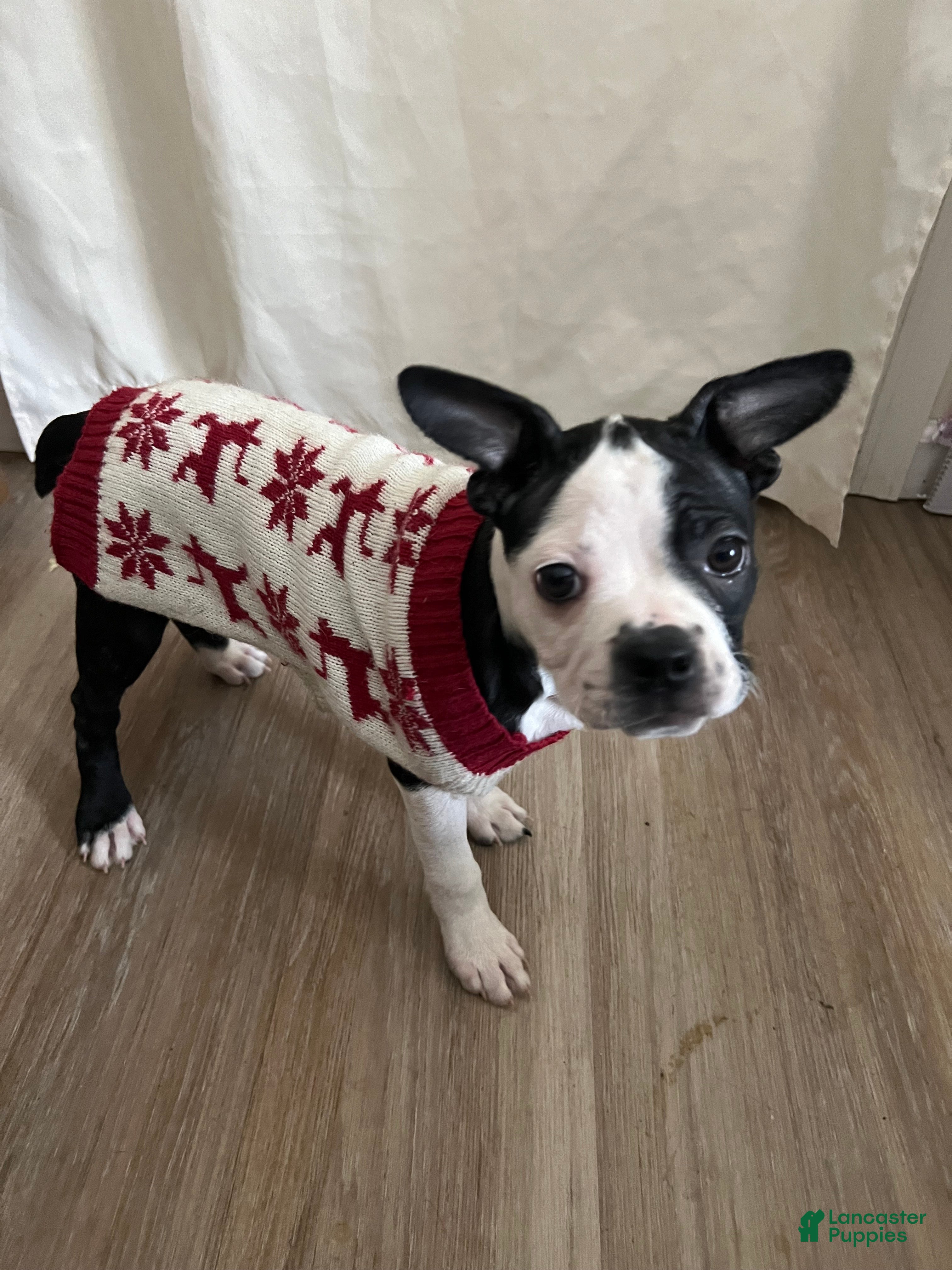 Boston Terrier dogs Oreo - Ad 24