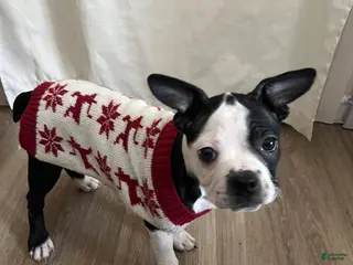 Boston Terrier dogs Oreo - Ad 24