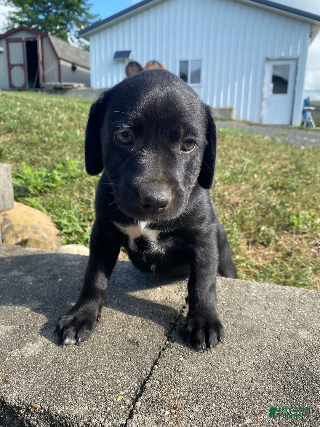 Mixed Breed dogs for sale: Poppy - Ad 1