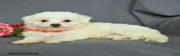 Bichon Frise dogs for sale: Lily - Ad 3