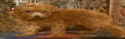 Toy Poodle dogs for sale: Toy Poodle Puppy 3 - Ad 7