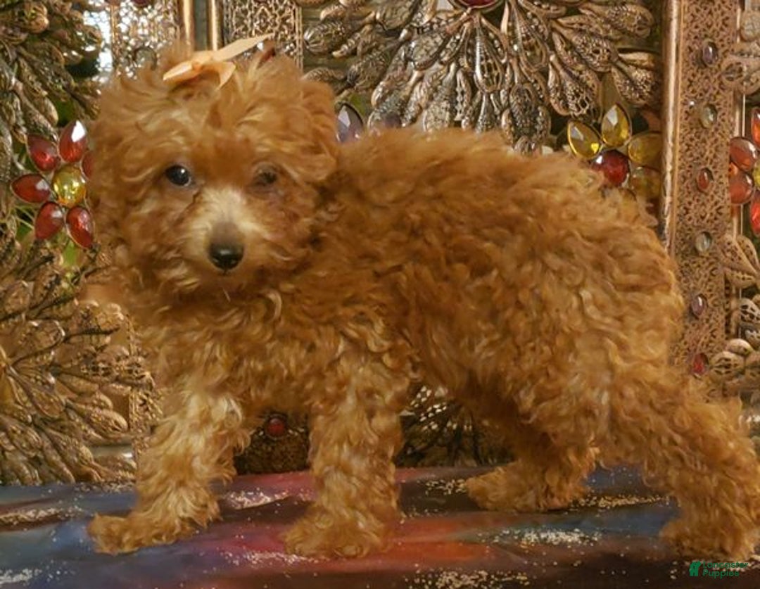 Toy Poodle dogs for sale: Toy Poodle Puppy 3 - Ad 7