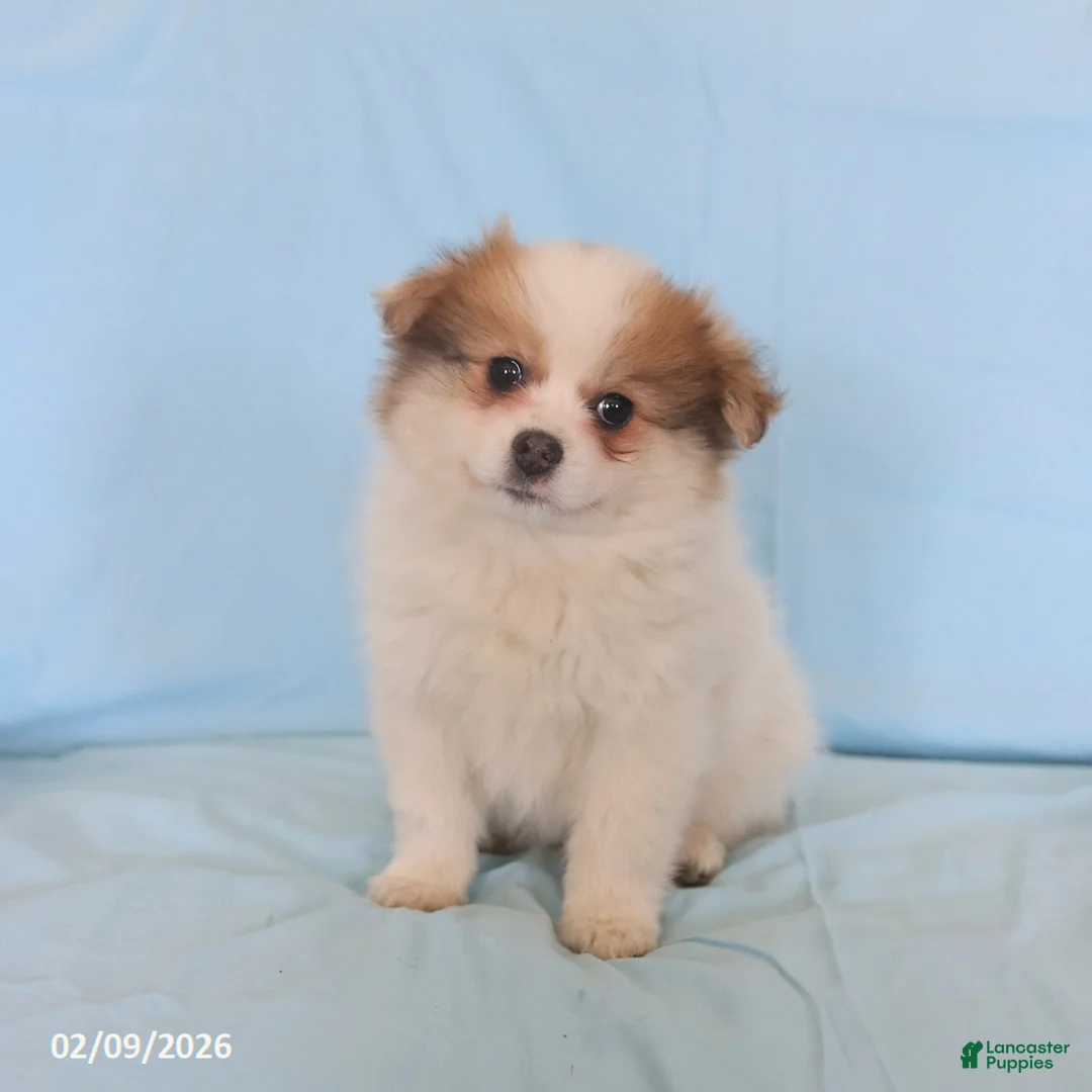 Pomeranian dogs for sale: Lucas - Ad 1