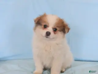 Pomeranian dogs Lucas - Ad 8