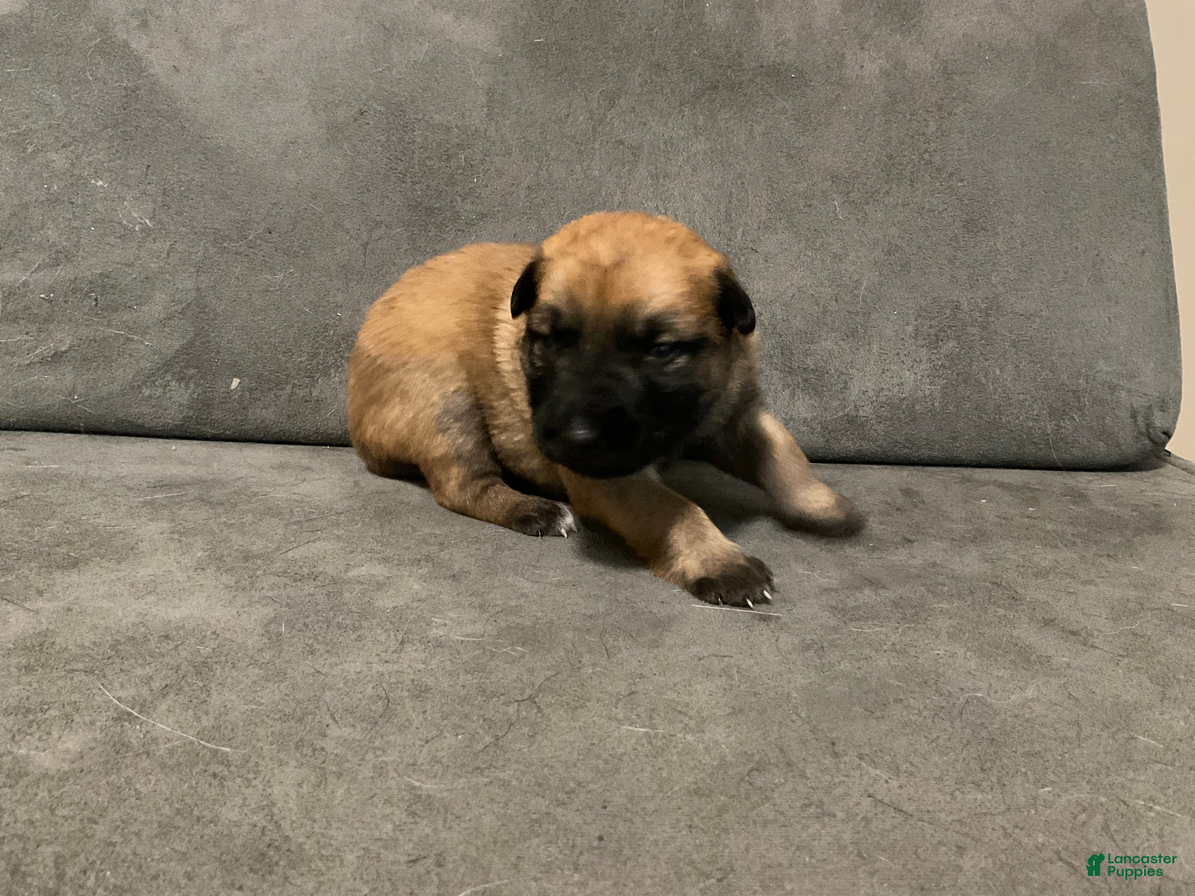 Dutch Shepherd dogs Capri - Ad 20