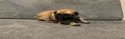 Dutch Shepherd dogs for sale: Capri - Ad 1
