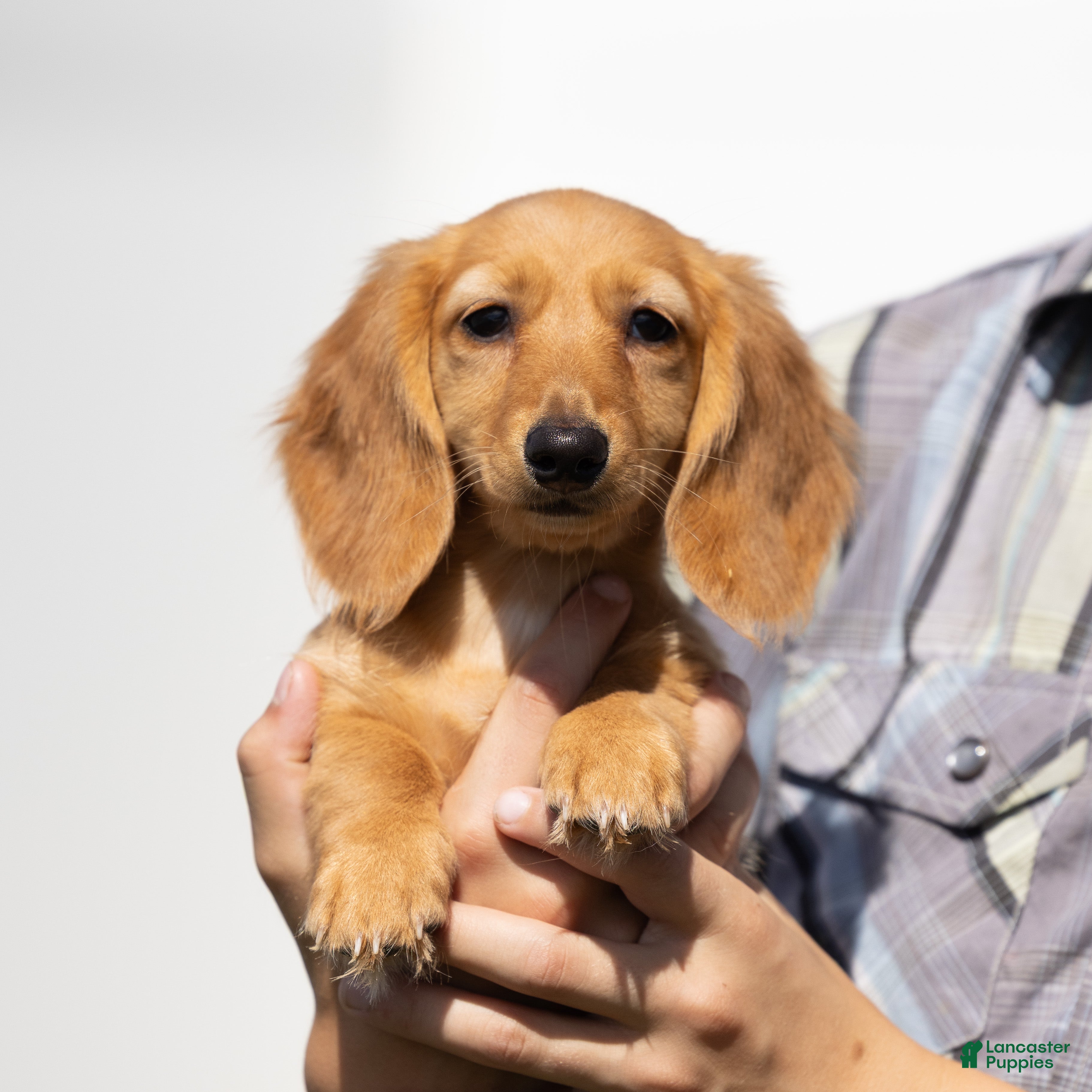 Miniature Dachshund dogs Macchiato  - Ad 1