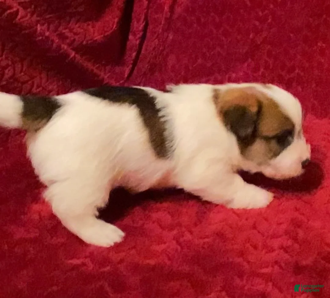 Jack Russell Terrier dogs for sale: Jack Russell Terrier Puppy 2 - Ad 4