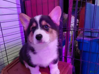 Welsh Corgi Pembroke dogs Vincent Van Gogh - Ad 18