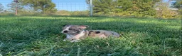 Boston Terrier dogs for sale: Blue Bobby - Ad 7