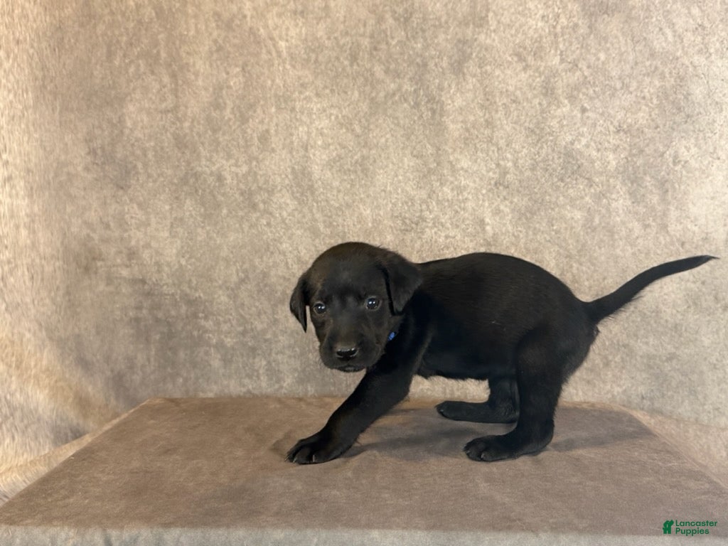 Labrador Retriever dogs Ms Blue - Ad 2