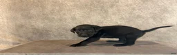 Labrador Retriever dogs for sale: Ms Blue - Ad 2