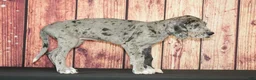 Great Dane dogs for sale: Benji - Ad 3