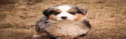 Bernedoodle dogs for sale: Penelope - Ad 6