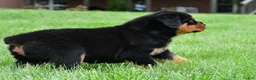 Rottweiler dogs for sale: don - Ad 5