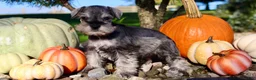 Miniature Schnauzer dogs for sale: Echo Male AKC Mini Schnauzer - Ad 5