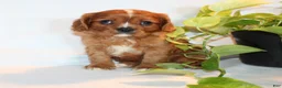 Cavalier King Charles Spaniel dogs for sale: Ricky  - Ad 7