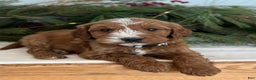 Irish Doodle dogs for sale: Asher - Ad 5