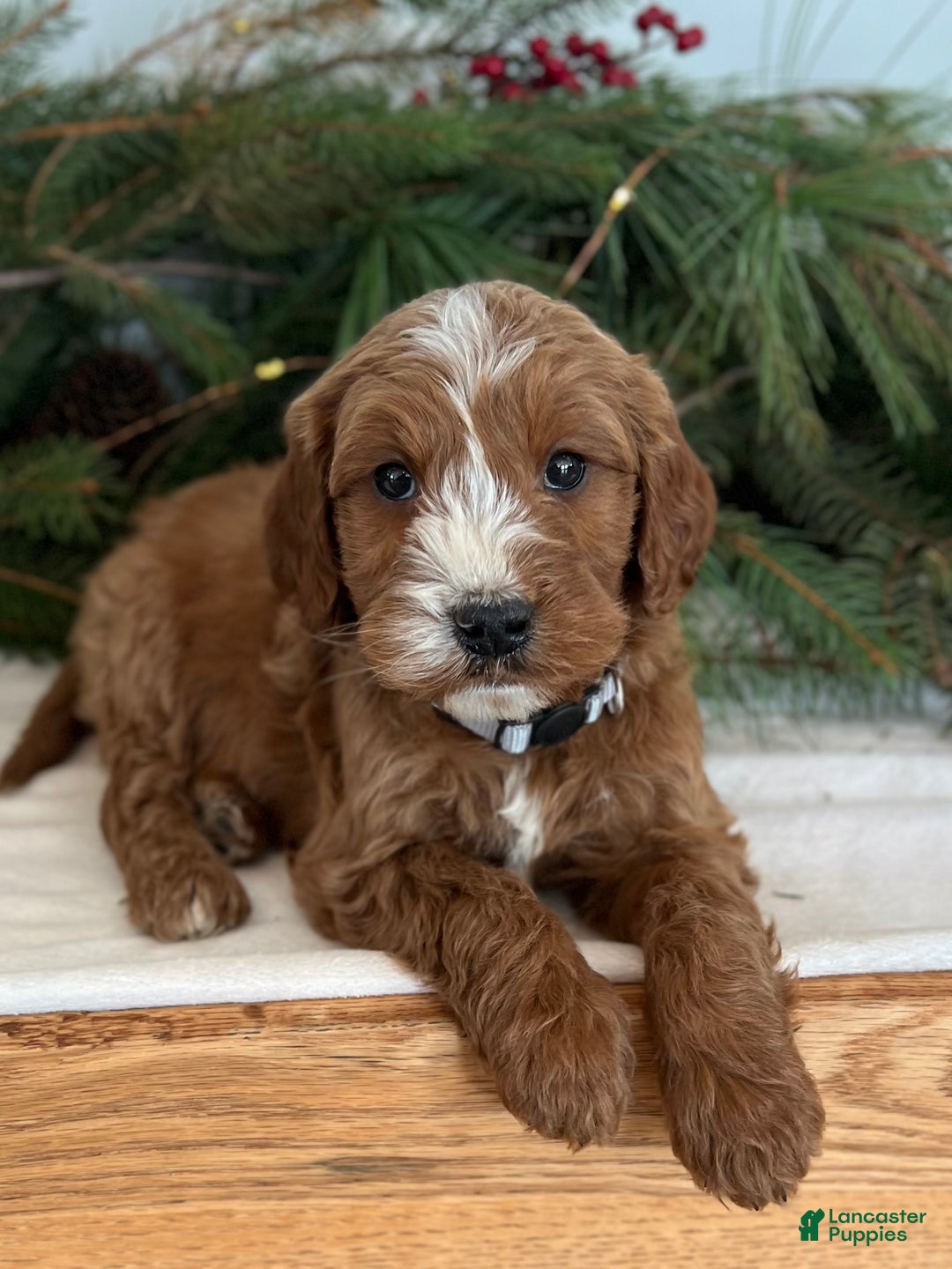 Irish Doodle dogs for sale: Asher - Ad 5