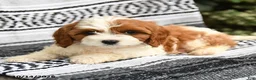 Cavapoo dogs for sale: Cherry - Ad 3