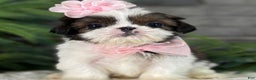 Shih Tzu dogs for sale: Cheer - Ad 2